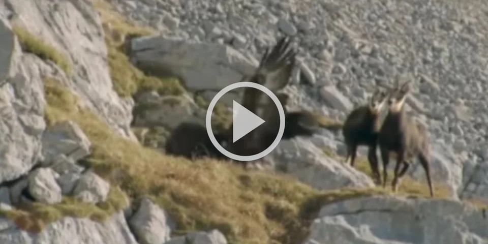 [Vidéo] L’impressionnante attaque d’un aigle sur un chamois dans les Alpes