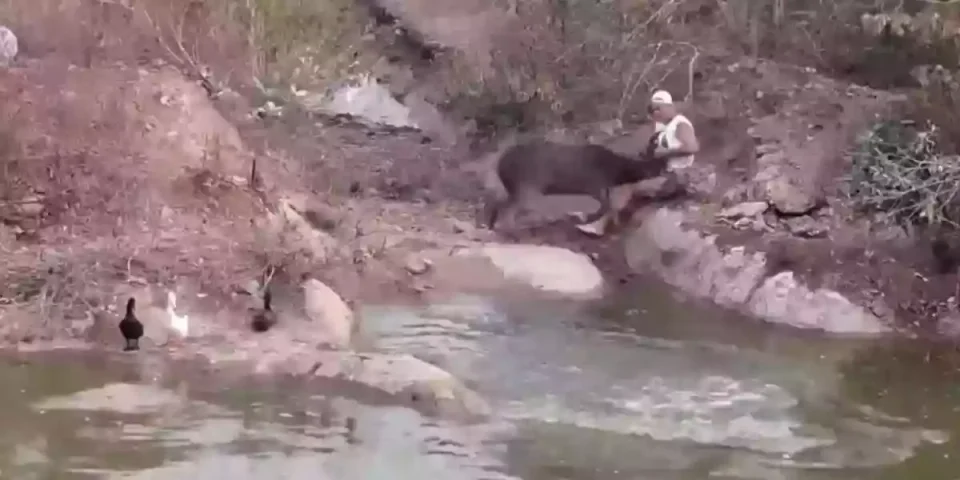 un animateur chargé par un cerf