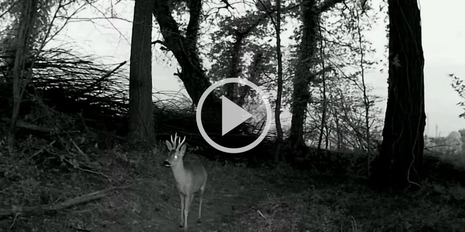 [Vidéo] Un beau petit brocard rend visite à un piège photographique