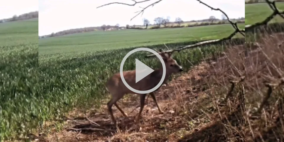 [Vidéo] Un brocard de mauvaise humeur s’en prend à une grosse branche