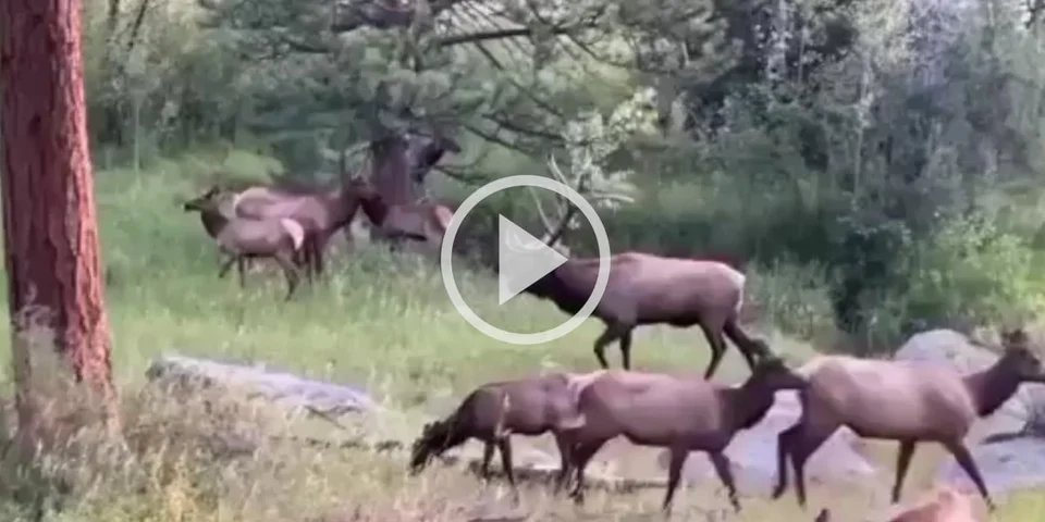 [Vidéo] Un grand cervidé qui joue la carte du camouflage