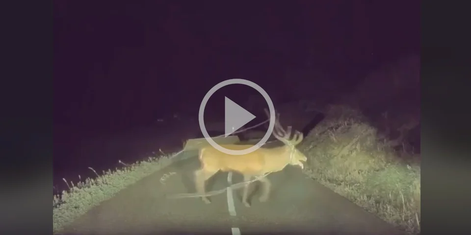 [Vidéo] Un cerf emmêlé dans une clôture filmé sur une route de Haute-Savoie