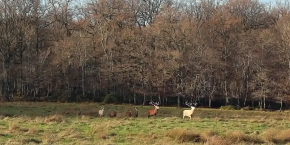 un cerf et un daguet blanc