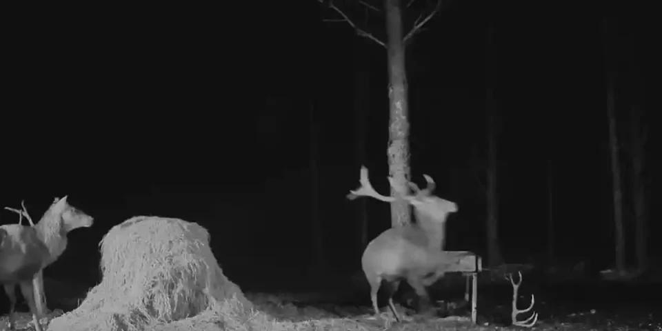un cerf perd un de ses bois