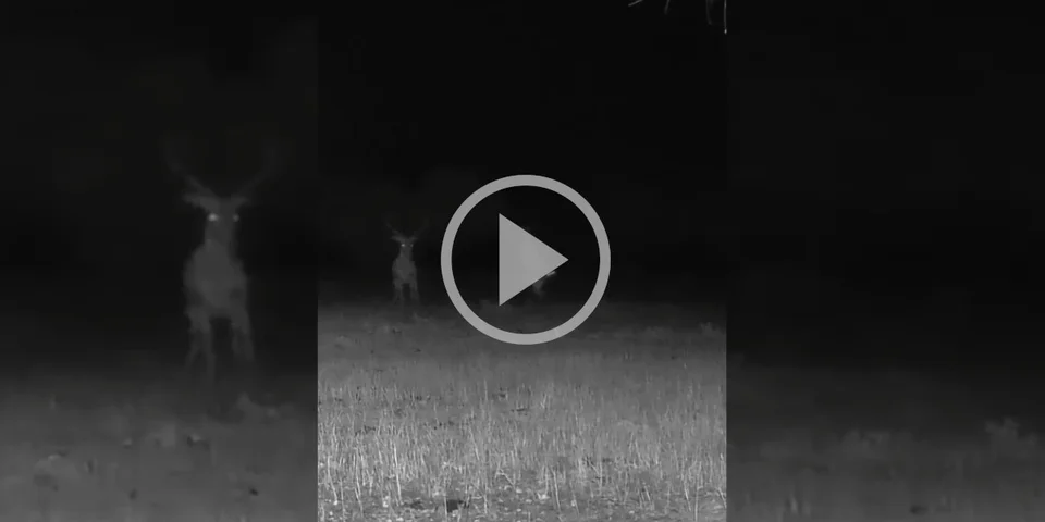 [Vidéo] Un lièvre sauvé des griffes d’un rapace nocturne par un cerf