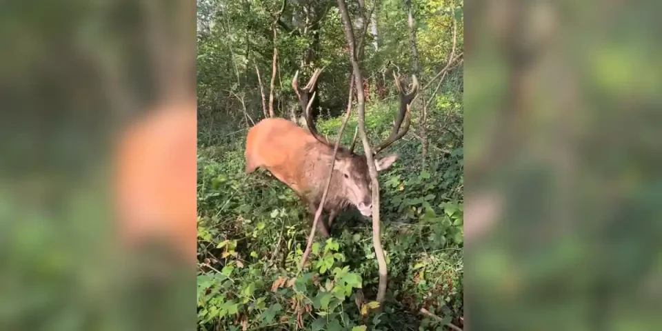 un cerf surpris
