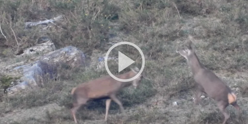 [Vidéo] En pleine mue, un cerf perd sa coiffe lors d’une rixe avec un autre cerf