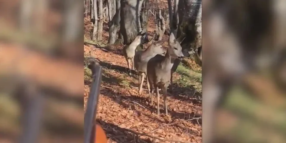 un chasseur bien caché