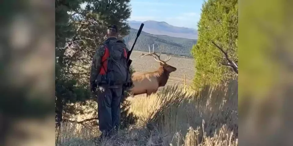 un chasseur croise un cerf dans une trouée