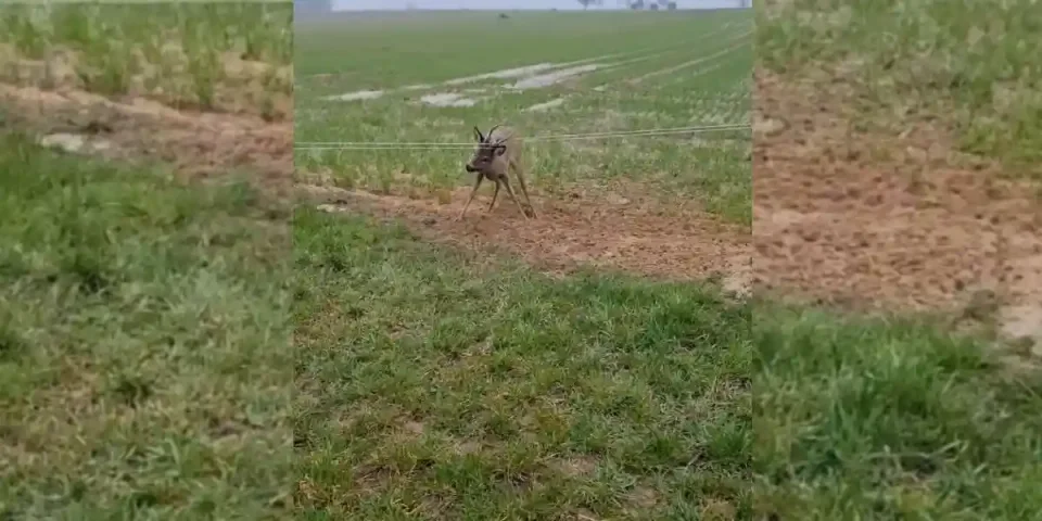 un chasseur sauve un brocard coincé dans un fil de cloture