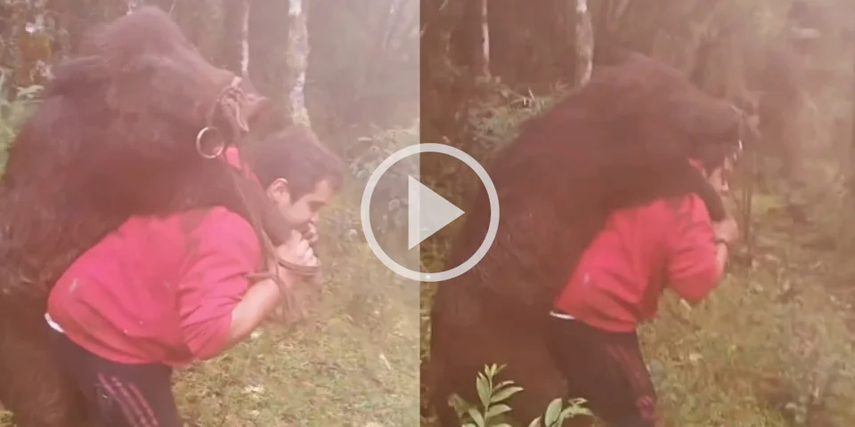 [Vidéo] Un chasseur sort un énorme sanglier de la végétation en le portant seul sur son dos