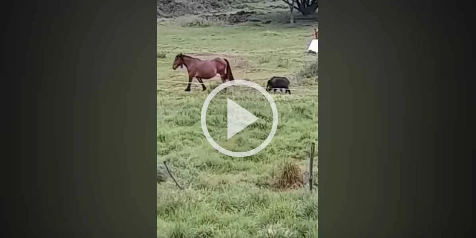 [Vidéo] Un sanglier ennuie un cheval qui va lui envoyer une violente ruade en pleine face