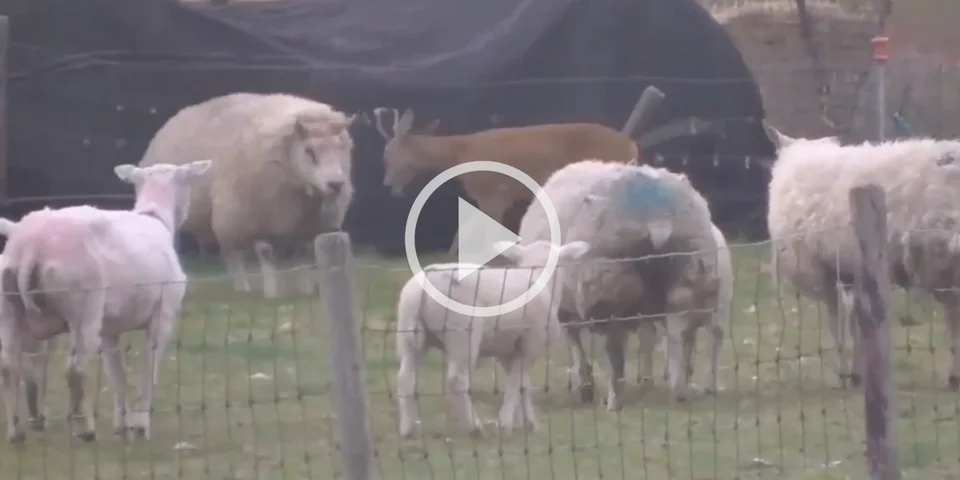 [Vidéo] Un chevreuil complètement fou charge un bélier et un chien