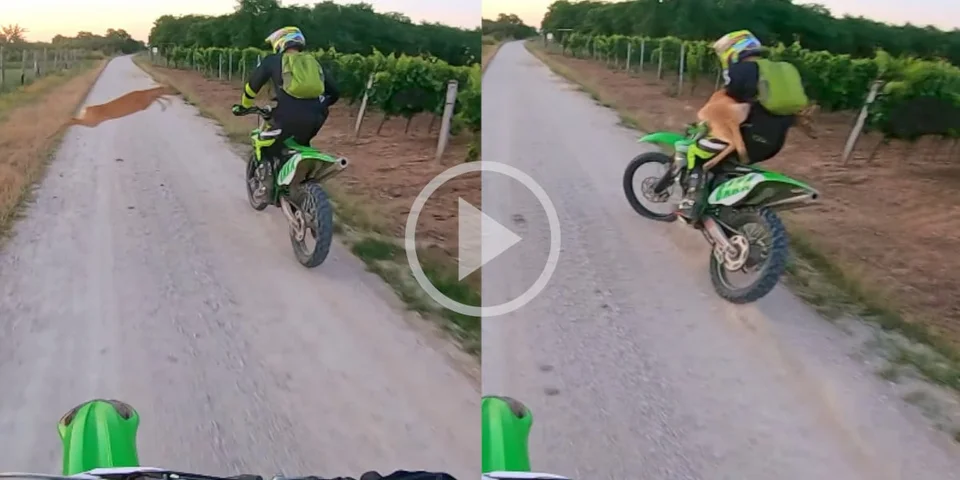[Vidéo] Un chevreuil fait un bond spectaculaire et percute de plein fouet un motard en balade