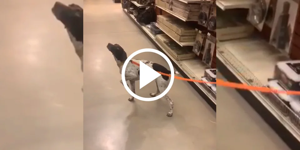 [Vidéo] Un chien se met à l’arrêt dans un magasin de chasse