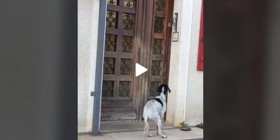 [Vidéo] Un chien de chasse bien malin a trouvé le système pour se faire ouvrir la porte