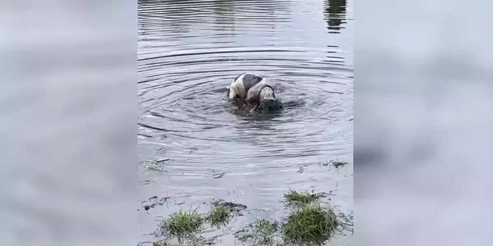 un chien creuse dans l'eau