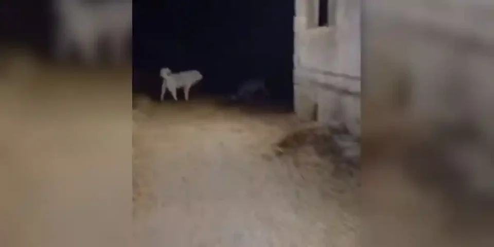 un chien de ferme vs 2 loups