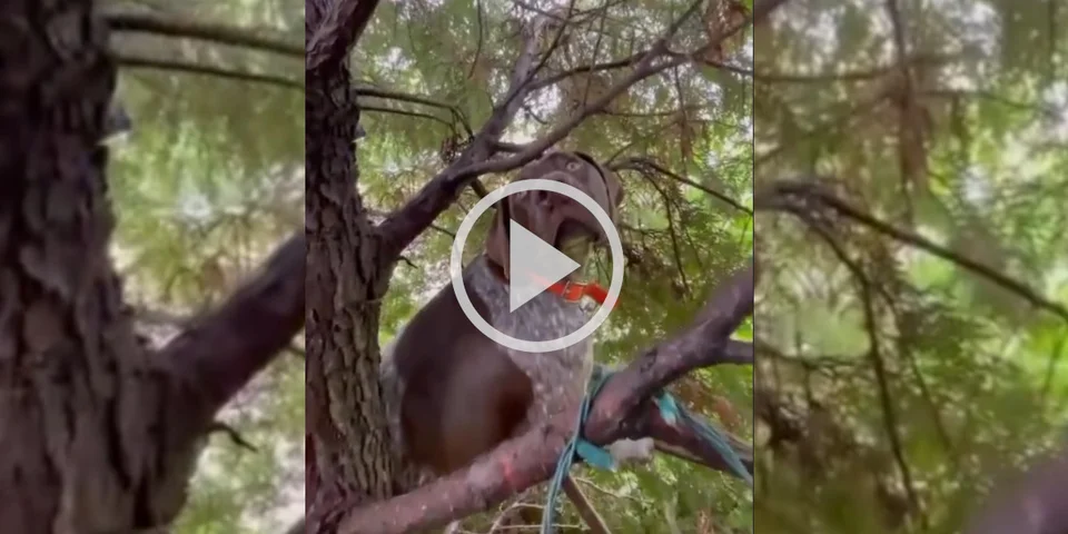 [Vidéo] Un chien de chasse marque l’arrêt… dans un arbre !