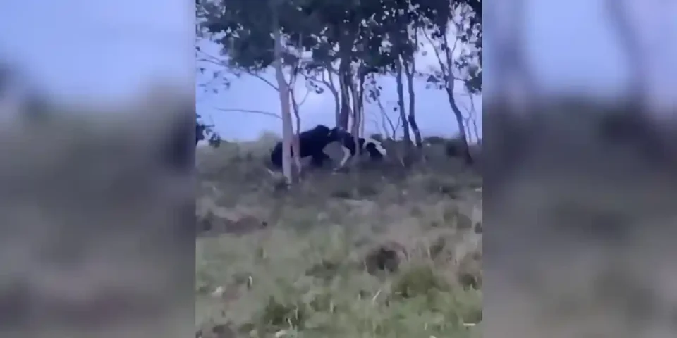 un chien se jette sur un suidé