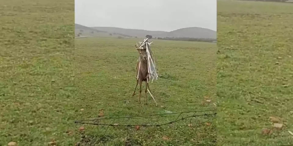 un daguet porte une perruque de métal