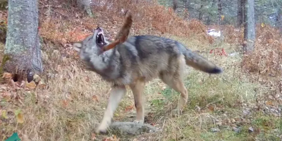 un écureuil mord un loup