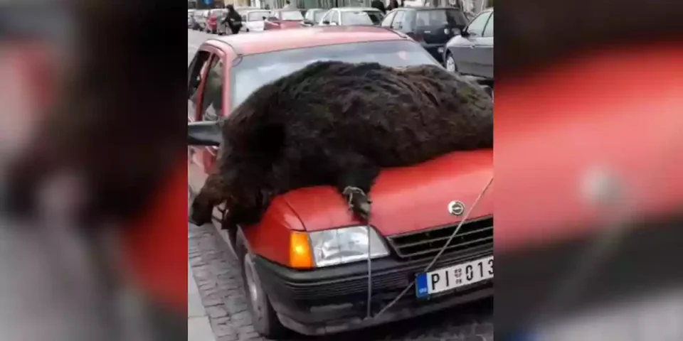 un énorme sanglier sur le capot d'une voiture