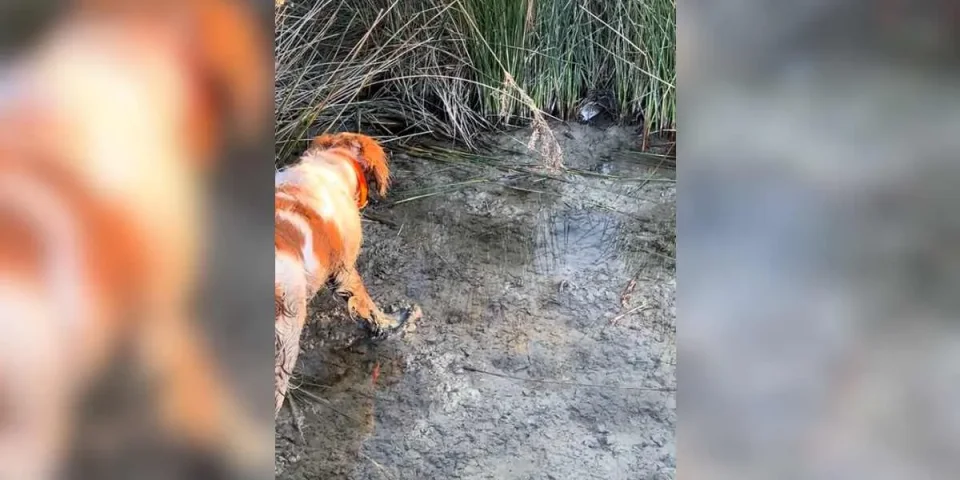 un épagneul à l'arrêt sur une bécassine