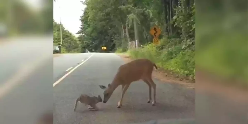 un faon a peur de traverser la route
