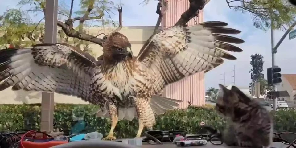 [Vidéo] Un rapace tente d’attaquer un petit chaton mais tout ne se passe pas comme prévu