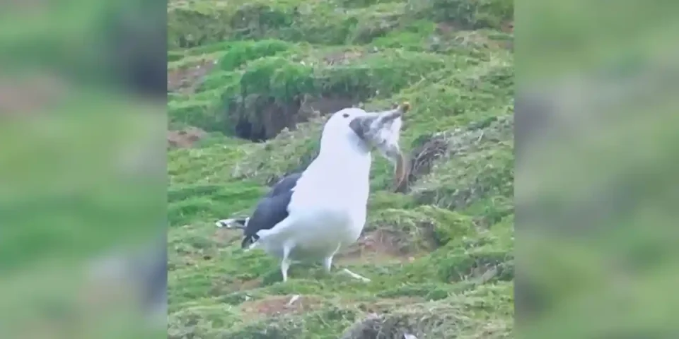 un goéland avale un lapin