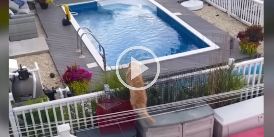 [Vidéo] Un golden retriever se fait la malle pour profiter de la piscine du voisin