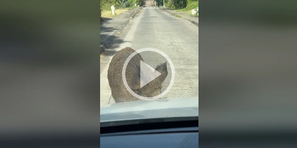 [Vidéo] Un gros sanglier refuse de se pousser face aux voitures en pleine rue