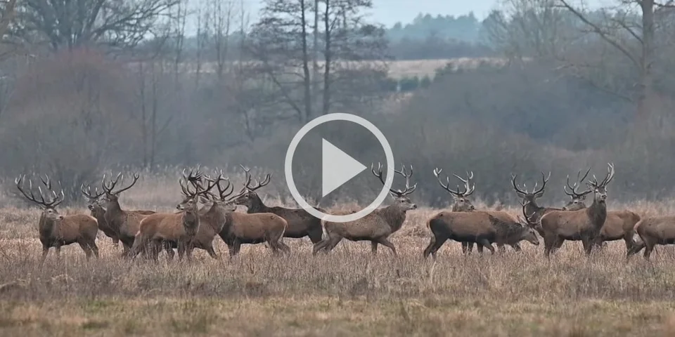 [Vidéo] La beauté d’une harde de cerfs qui cherche tranquillement son chemin dans la plaine