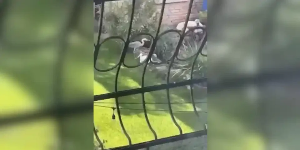 un héron vole des poissons