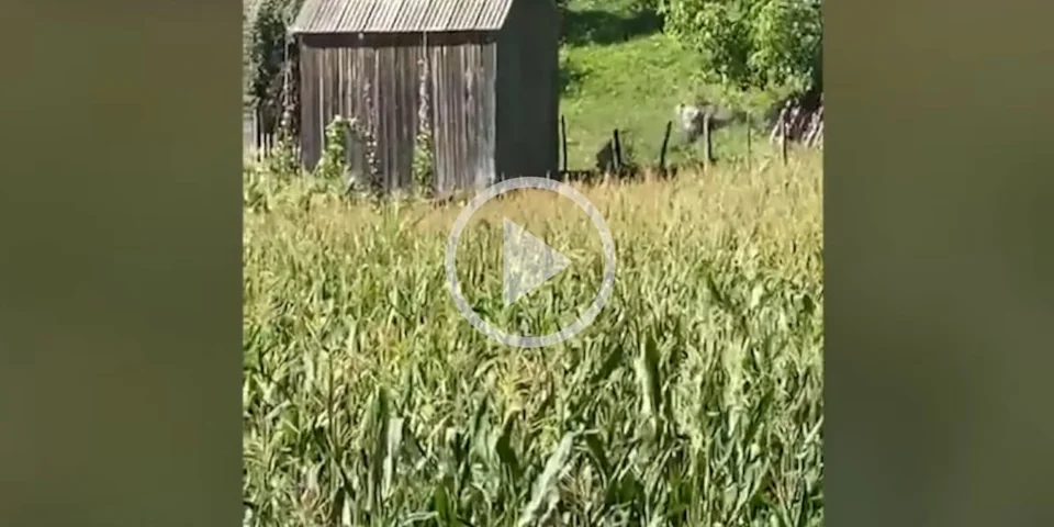[Vidéo] Deux chasseurs sauvent la vie d’un homme attaqué par un ours
