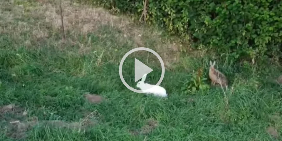 [Vidéo] Un lièvre blanc filmé à l’aide d’un drone dans les prés