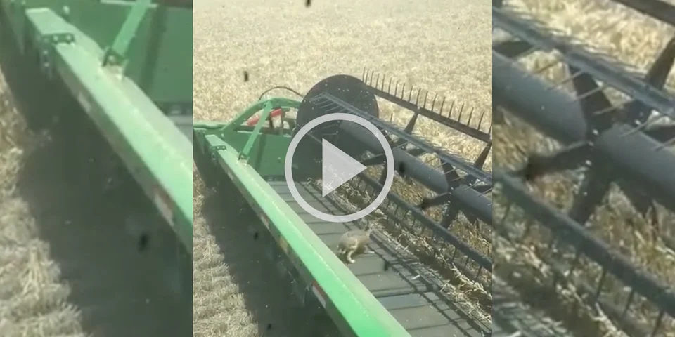 [Vidéo] Un lièvre passe dans une moissonneuse mais survit de justesse