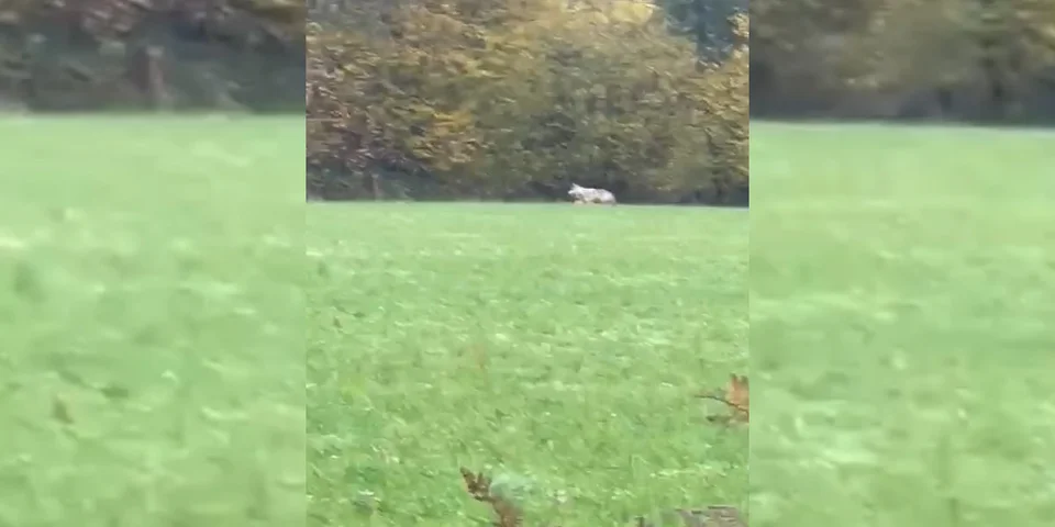 un loup filmé à Grâces