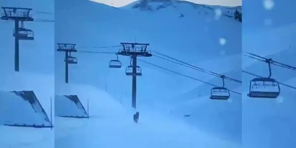 un loup filmé à Tignes