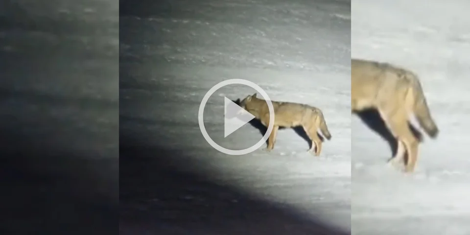 [Vidéo] Un loup filmé sur les pistes de ski à la Flégère