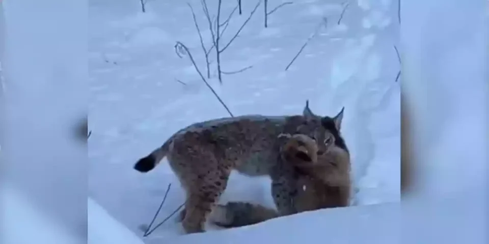un lynx capture un renard