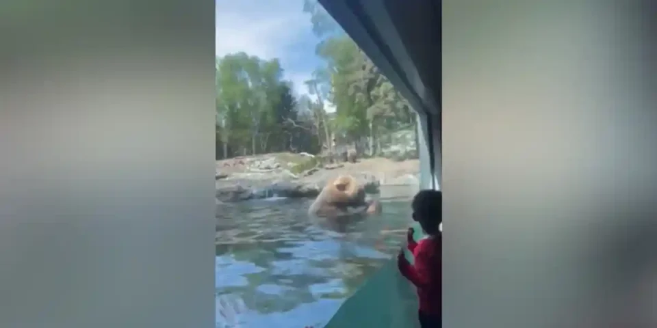 un ours mange des canetons