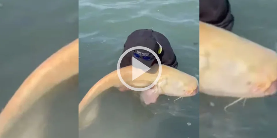 [Vidéo] Un pêcheur explose de joie en prenant un silure albinos de plus de 2m