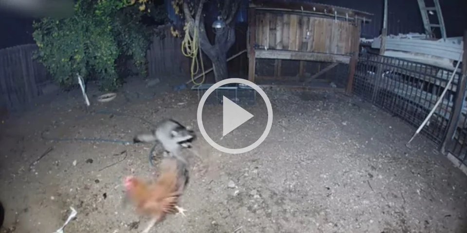 [Vidéo] Attaque de raton laveur dans un poulailler