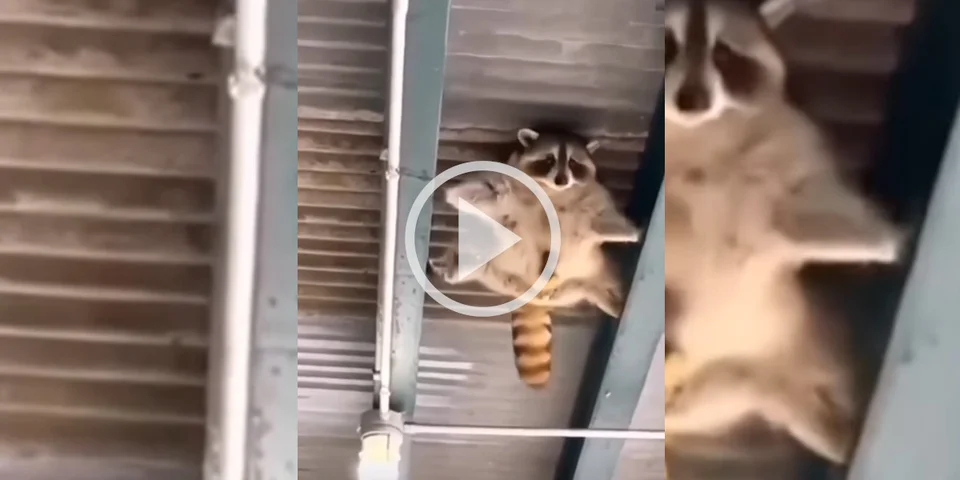 [Vidéo] Un raton laveur qui se prend pour Tom Cruise dans Mission impossible