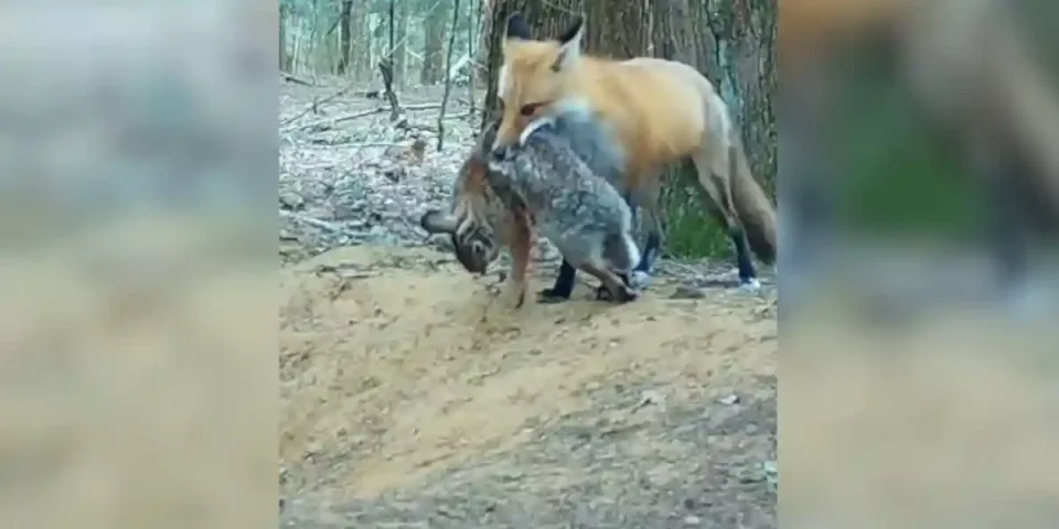 un renard alimente sa portée