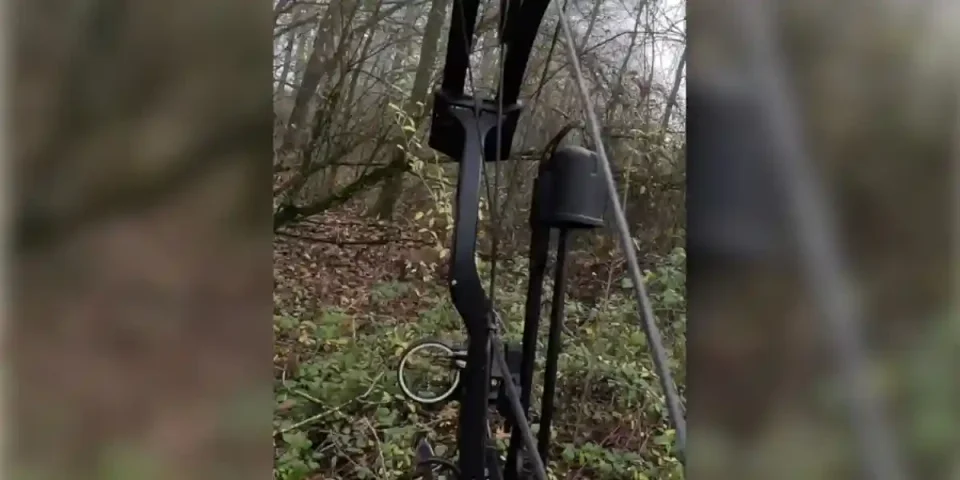 un renard apparait devant un chasseur à l'arc