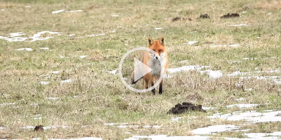 [Vidéo] Une photographe parvient à attirer droit vers elle un renard