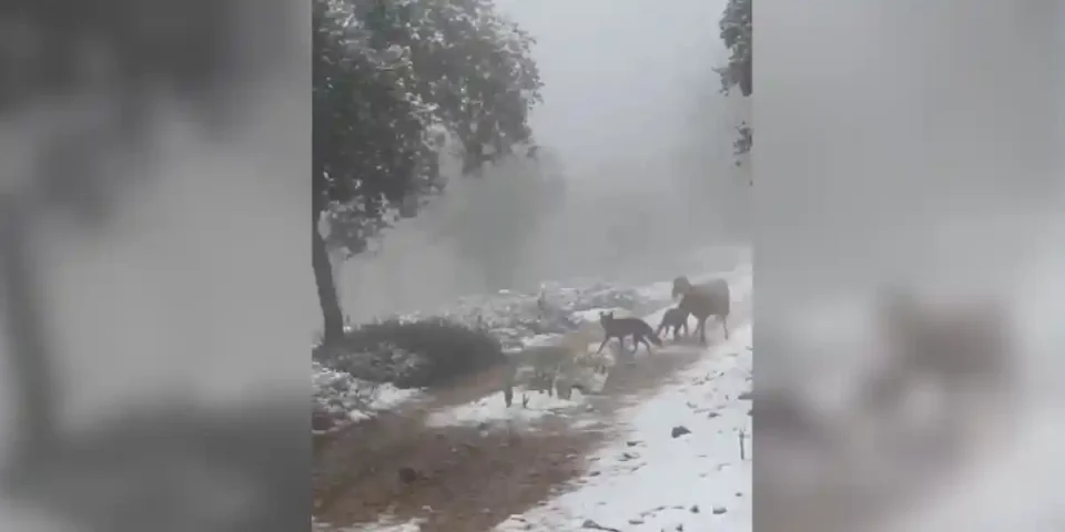 un renard attaque un agneau